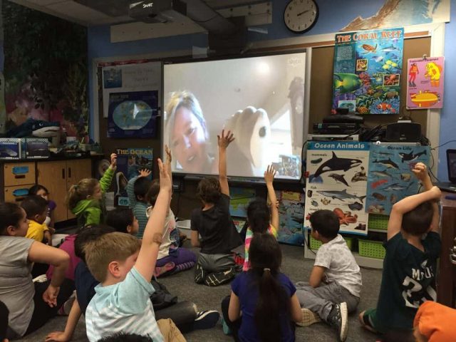 Skype classroom sharks