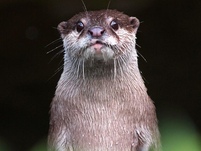 Windows 10 Otter Theme