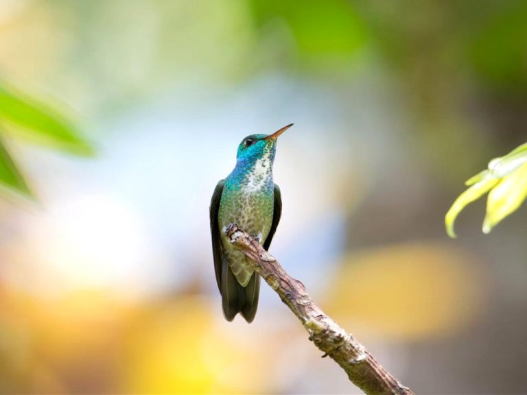 National Geographic Windows 10 theme with hummingbird