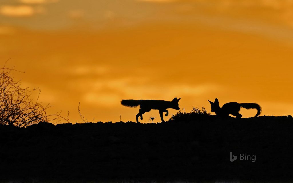 Make Your Photo the Bing Background for 24 Hours